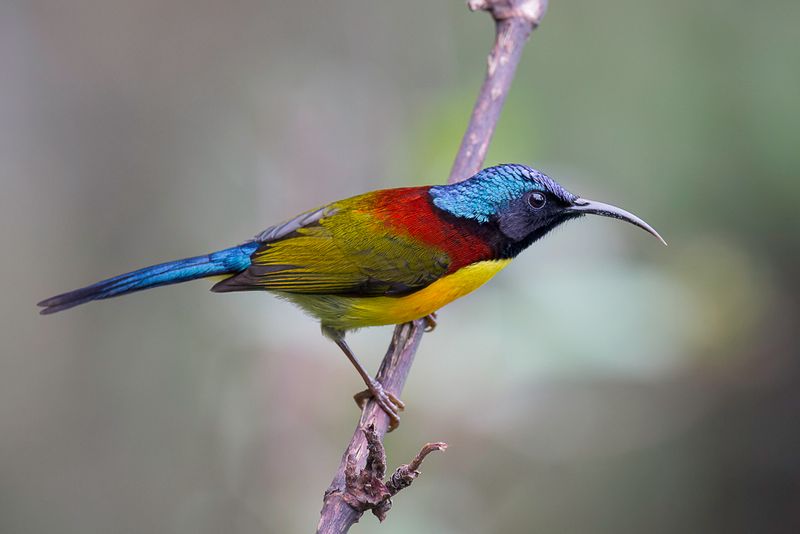 Green-tailed Sunbird (m)