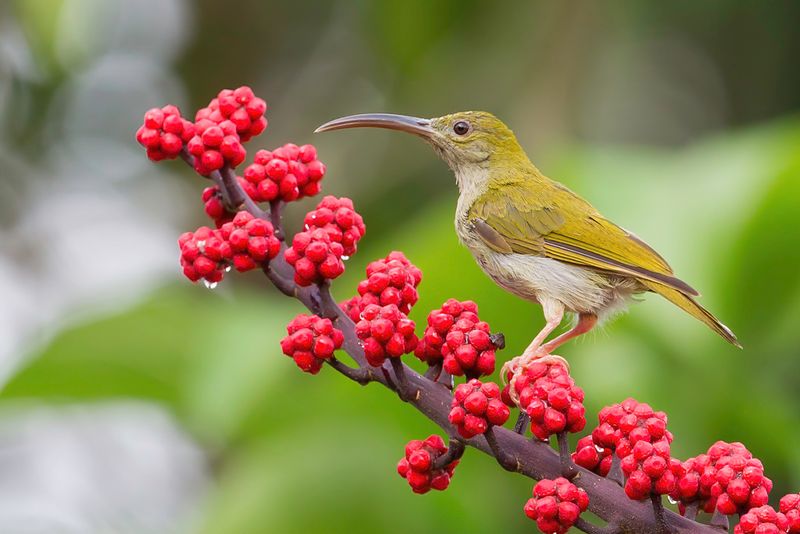 Grey-breasted Spiderhunter