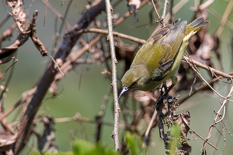 Grey-chinned Sunbird (f)