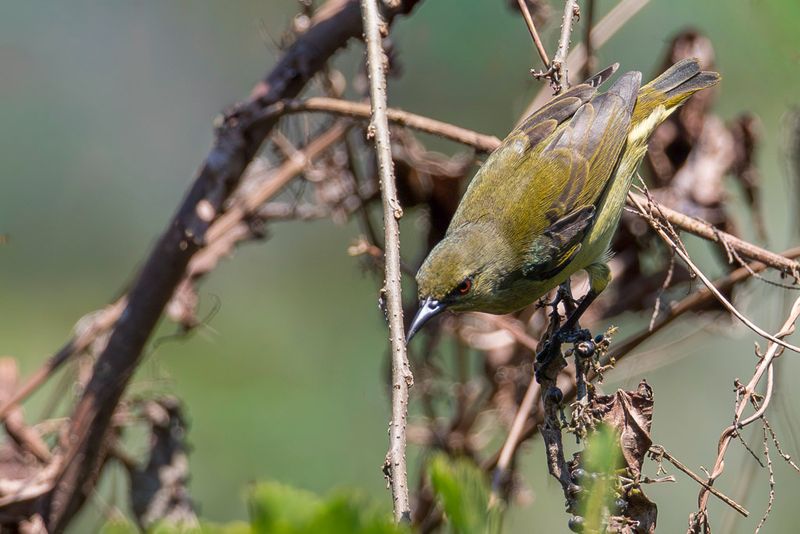 Grey-chinned Sunbird (f)
