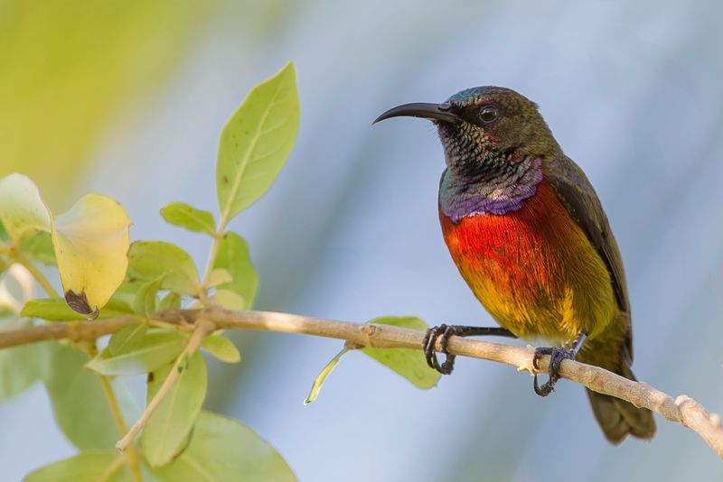 Humblot's Sunbird (m)