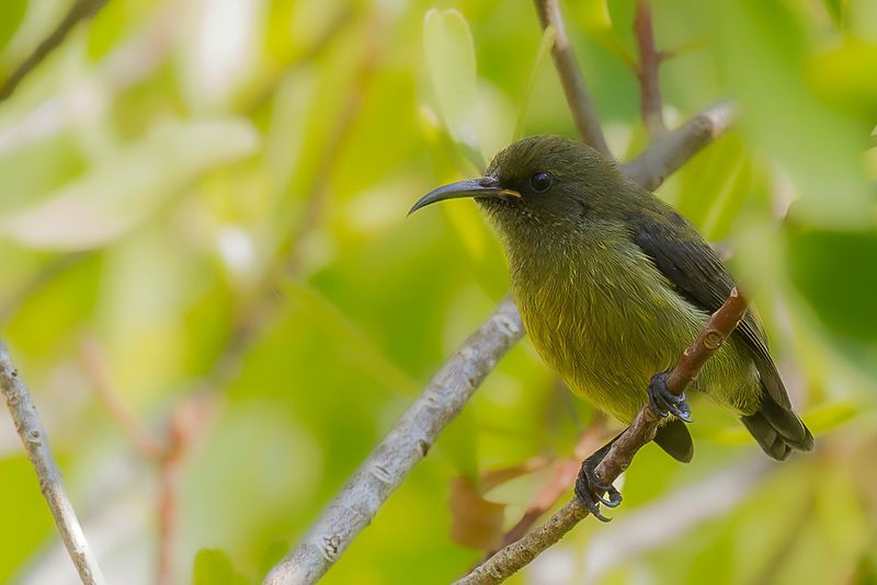 Humblot's Sunbird (j)
