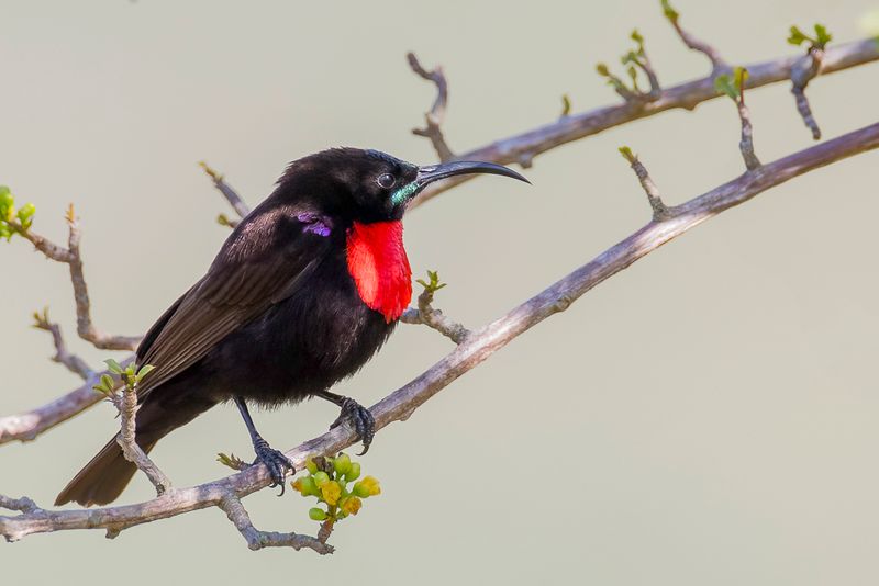 Hunter's Sunbird (m)