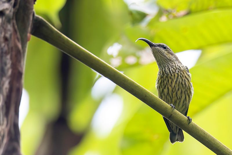 Johanna's Sunbird (f)