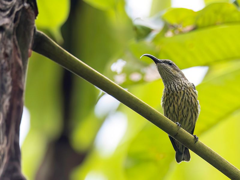 Johanna's Sunbird (f)