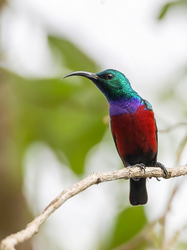 Johanna's Sunbird (m)