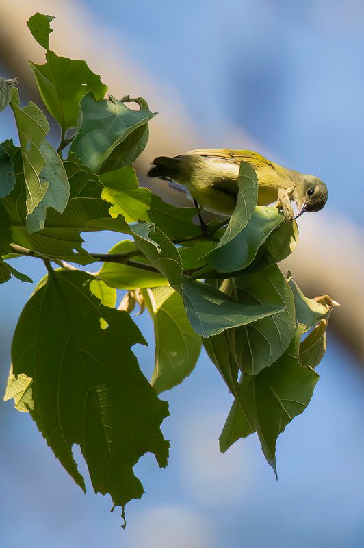 Little Green Sunbird