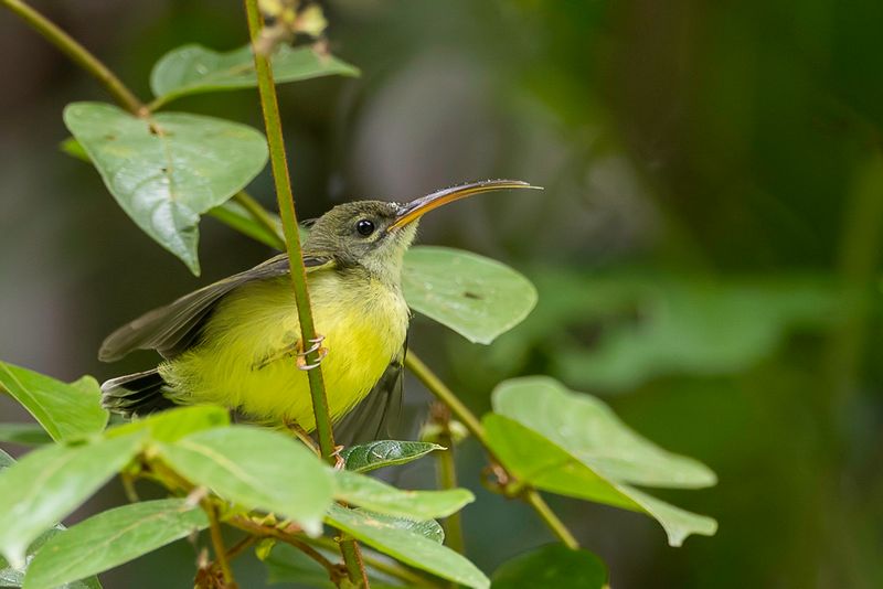 Little Spiderhunter (j)