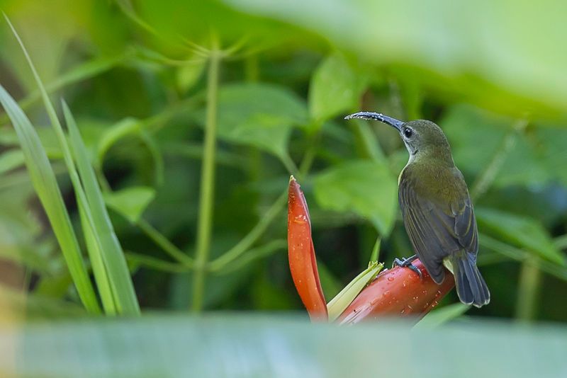 Little Spiderhunter