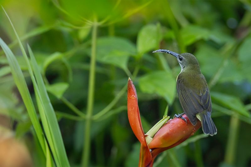 Little Spiderhunter