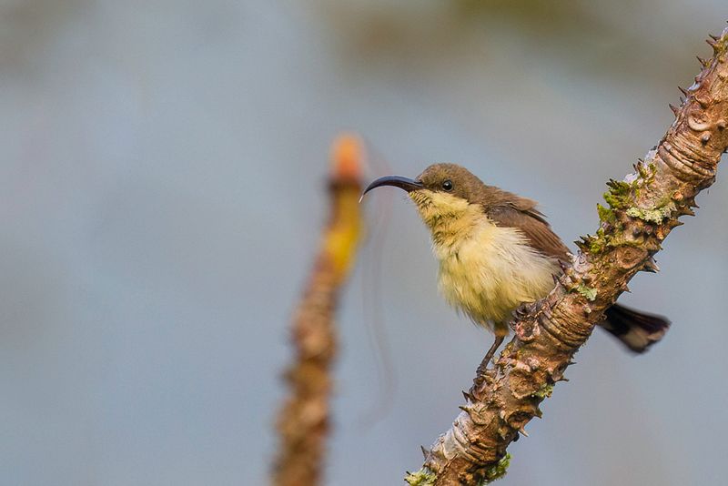 Loten's Sunbird (f)