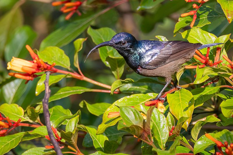 Loten's Sunbird (m)