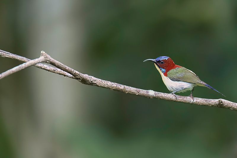 Lovely Sunbird (m)