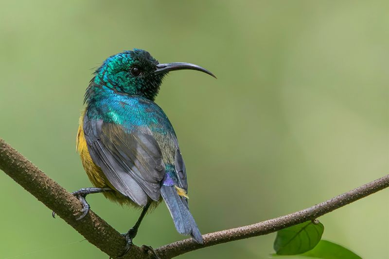 Loveridge's Sunbird (m)