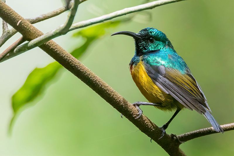 Loveridge's Sunbird (m)