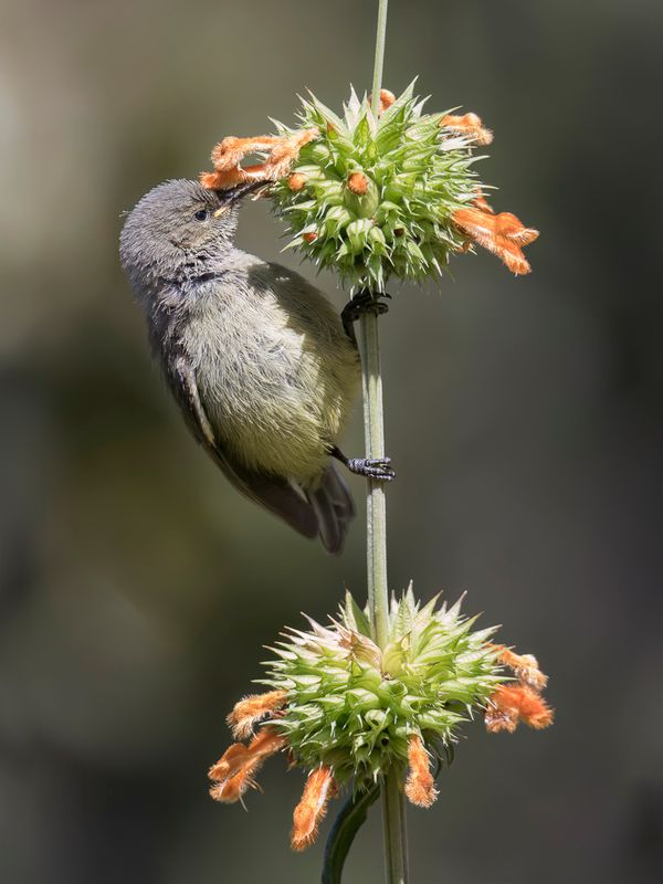 Ludwig's Double-collared Sunbird (j)