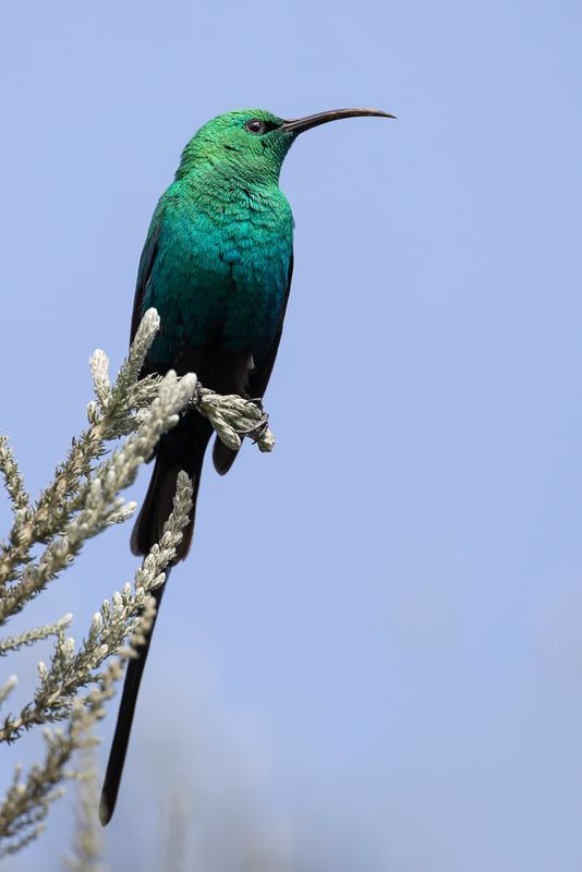 Malachite Sunbird (m)