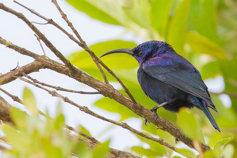 Malagasy Green Sunbird (m)