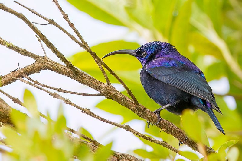 Malagasy Green Sunbird (m)