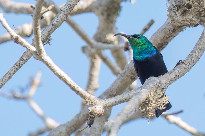 Malagasy Green Sunbird (m)