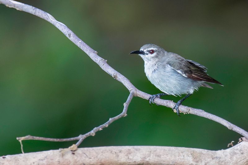 Mangrove Sunbird