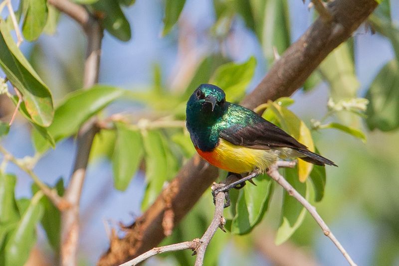 Mayotte Sunbird (m)