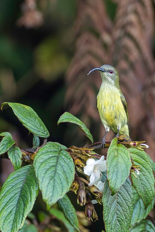 Metallic-winged Sunbird (f)