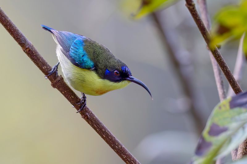 Metallic-winged Sunbird (m)