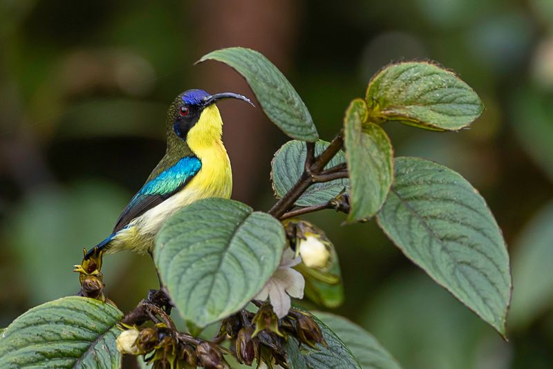 Metallic-winged Sunbird (m)