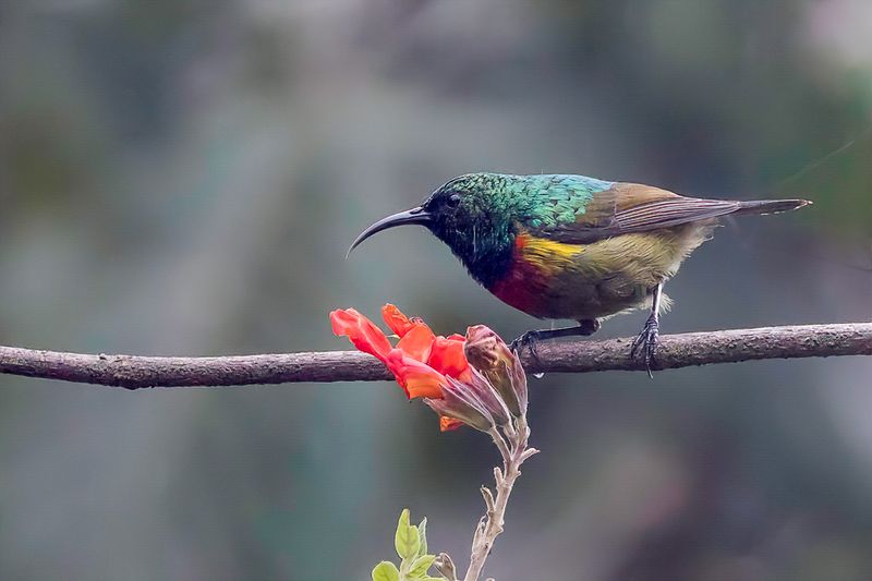 Moreau's Sunbird (m)