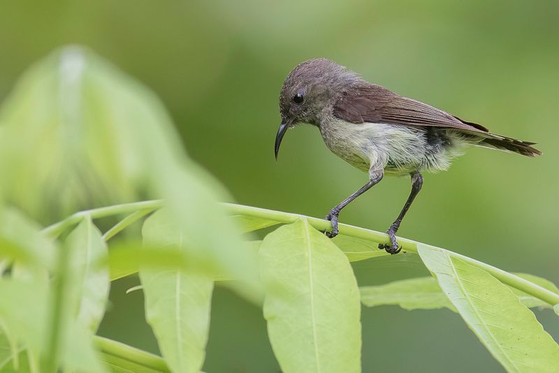 Newton's Sunbird (f)