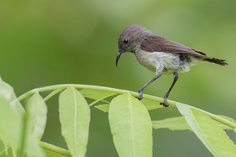 Newton's Sunbird (f)