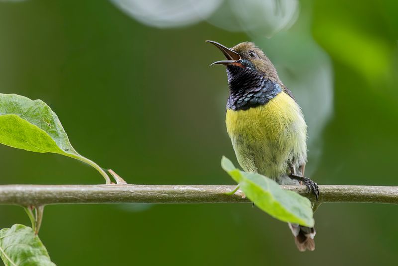 Newton's Sunbird (m)