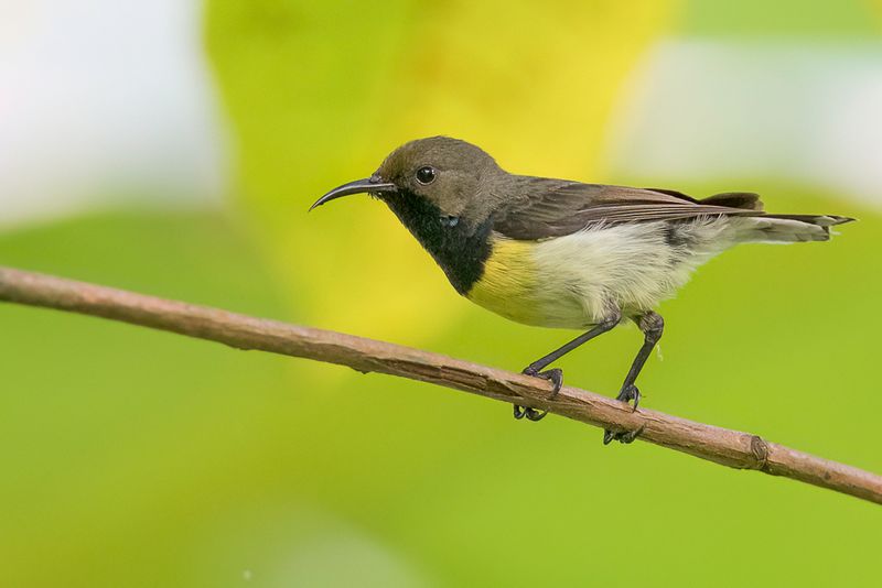 Newton's Sunbird (m)