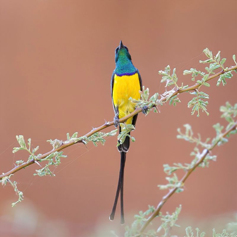 Nile Valley Sunbird (m)