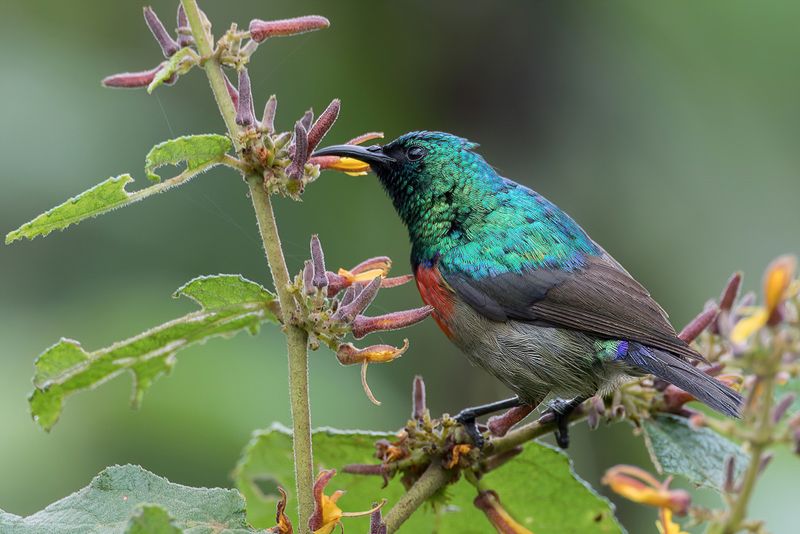 Northern Double-collared Sunbird (m)