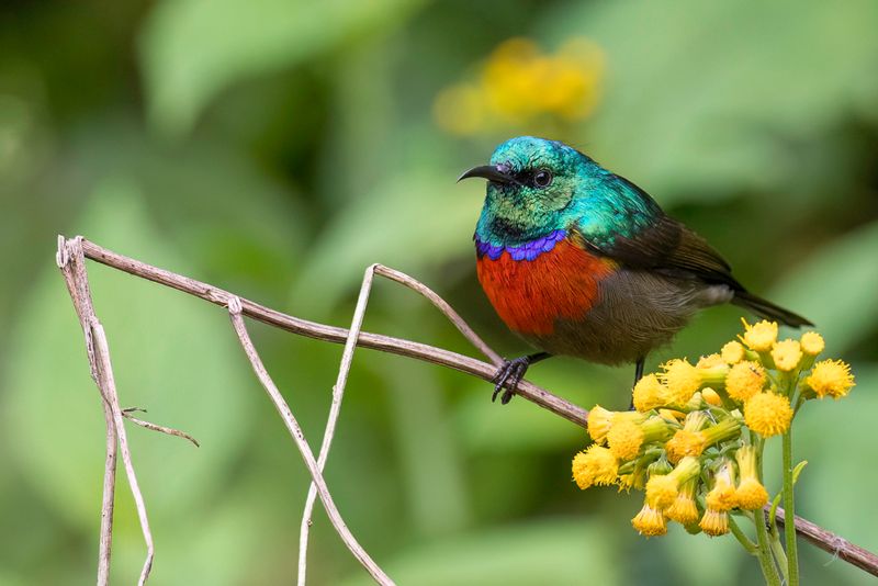 Northern Double-collared Sunbird (m)