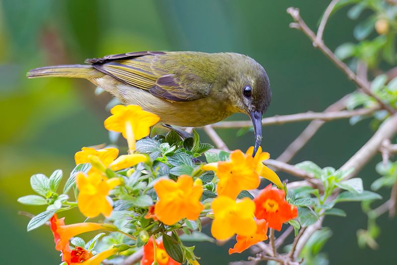 Olive Sunbird