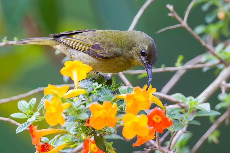 Olive Sunbird