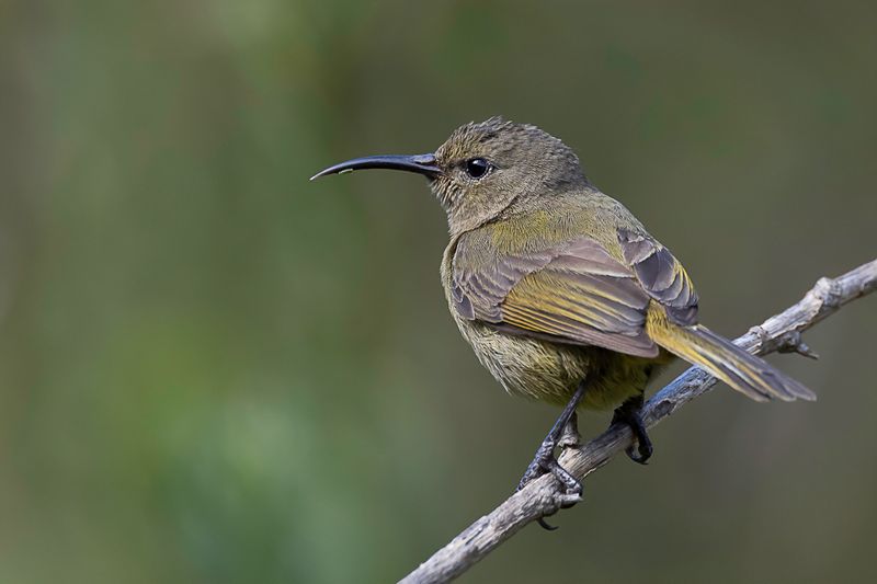 Orange-breasted Sunbird (f)