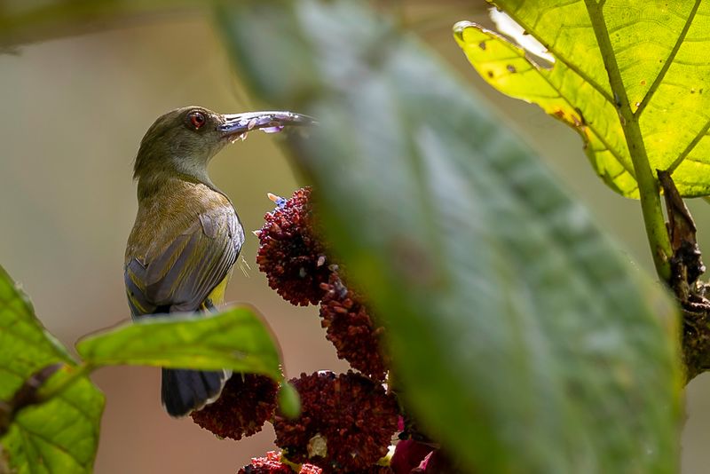 Orange-tufted Spiderhunter