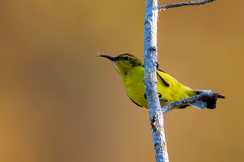 Ornate Sunbird (f)