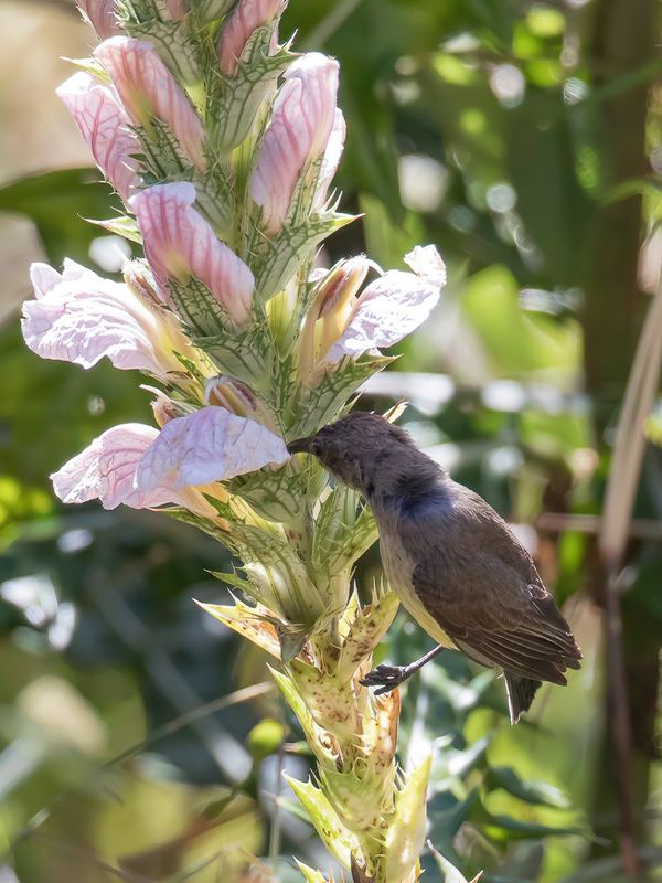 Oustalet's Sunbird (f)