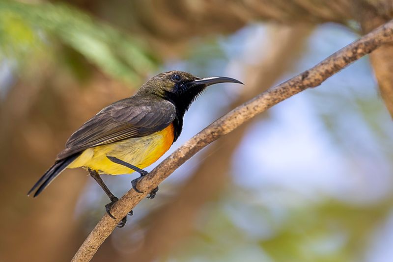 Palawan Sunbird (m)