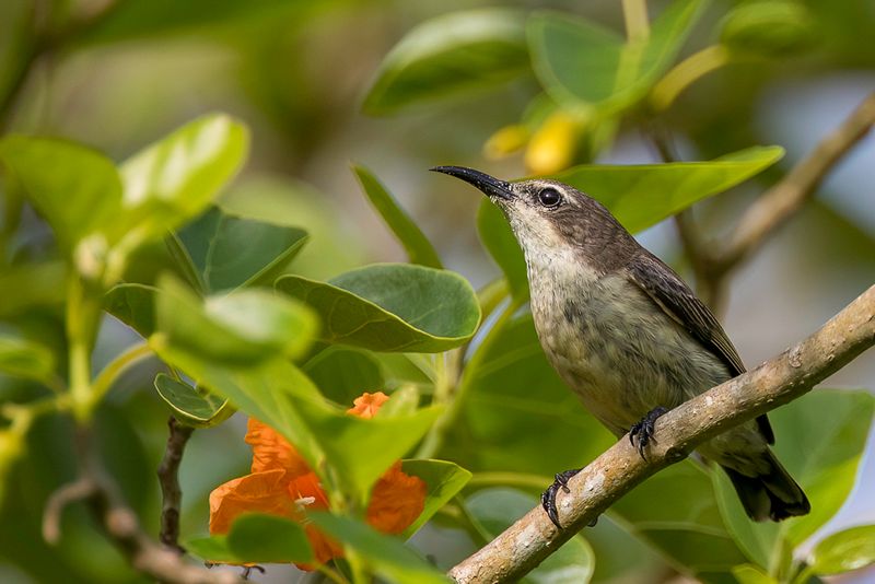 Pemba Sunbird (f)