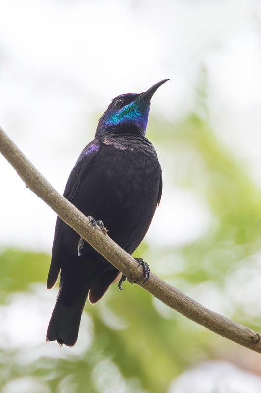 Pemba Sunbird (m)