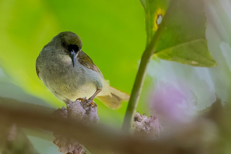 Plain Sunbird (m)