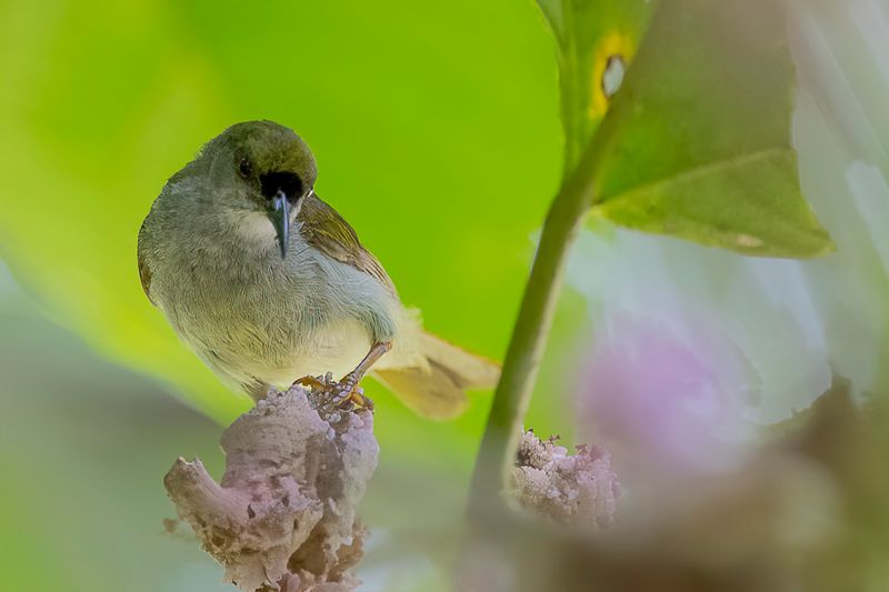 Plain Sunbird (m)