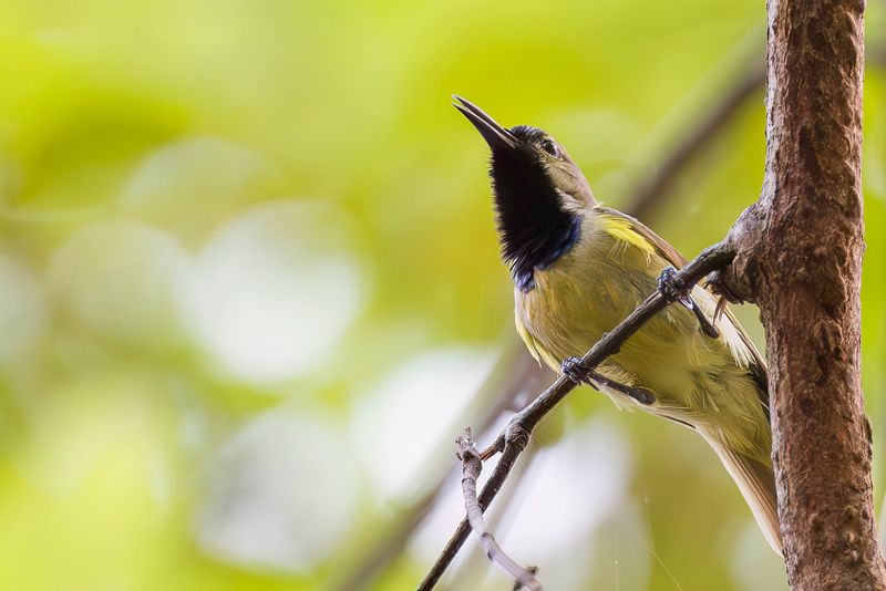 Plain-backed Sunbird (m)