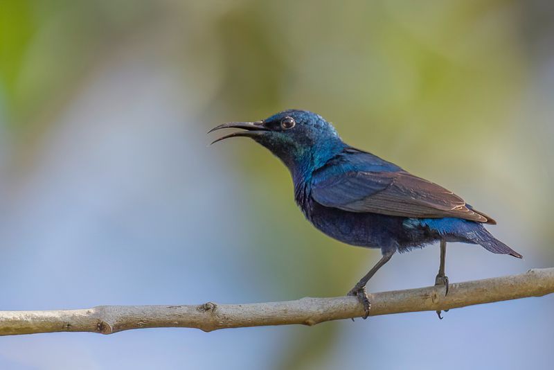 Purple Sunbird (m)